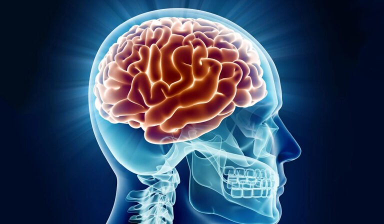 Human-Brain-