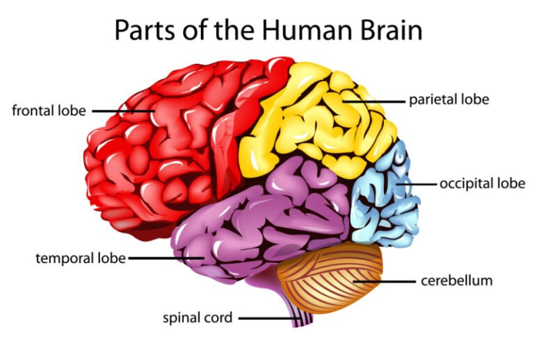 cerebral-hemispheres.webp