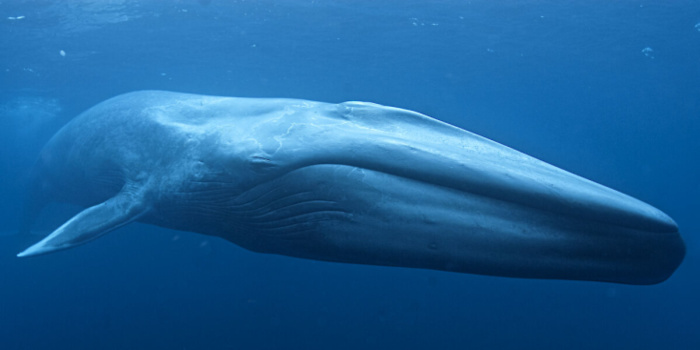 Blue whale (2)