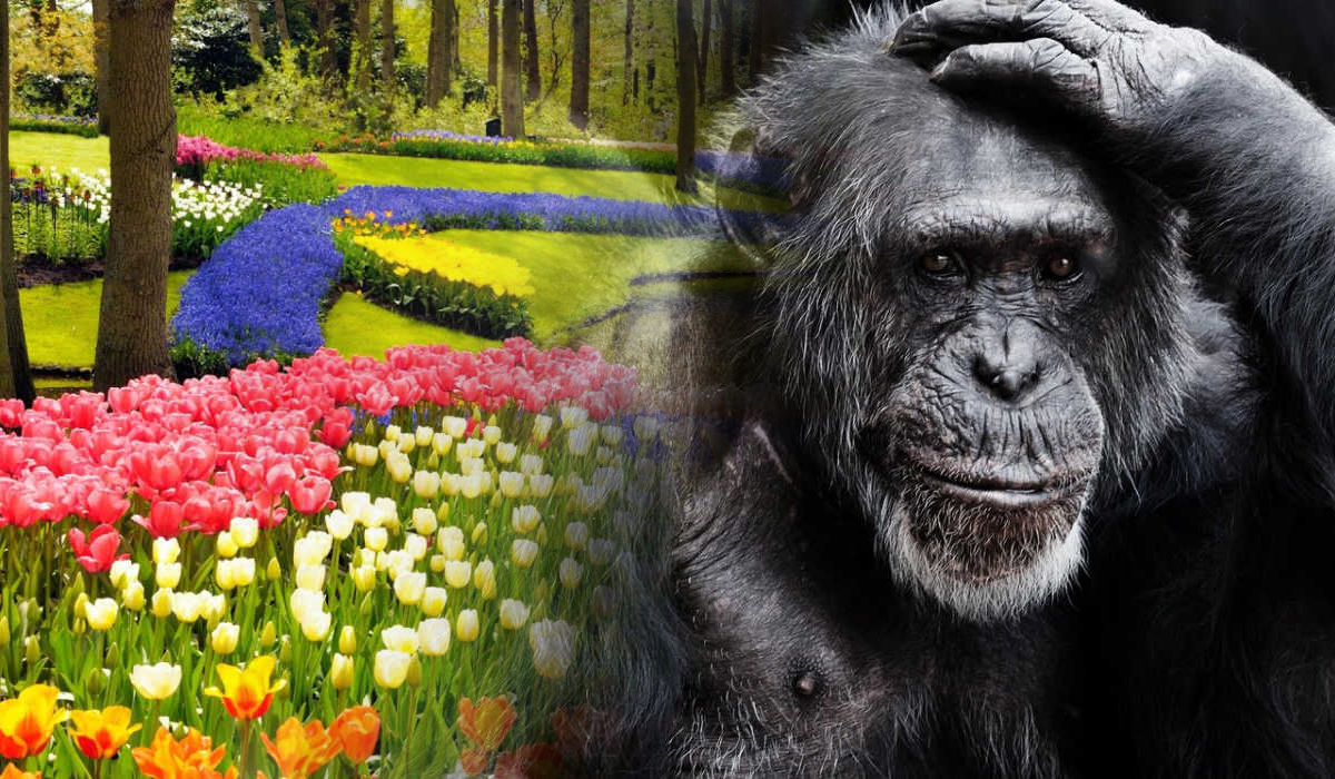 Creation or evolution