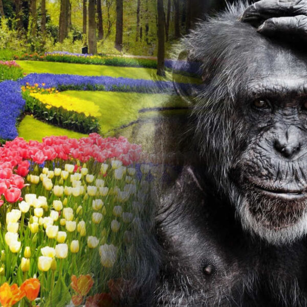 Creation or evolution