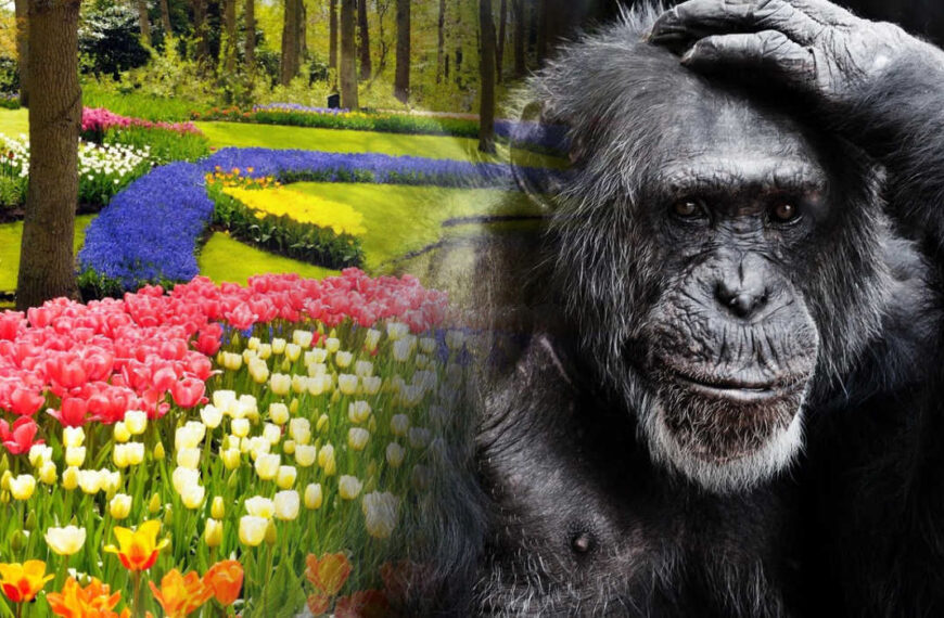 Creation or evolution