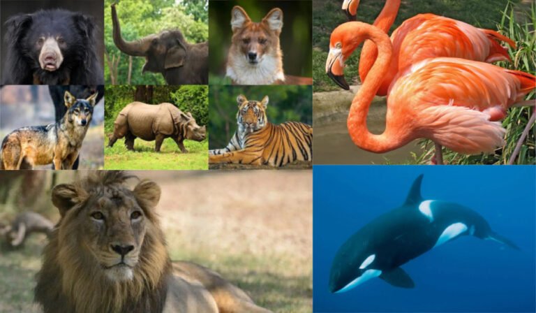 Animal collectopn 2
