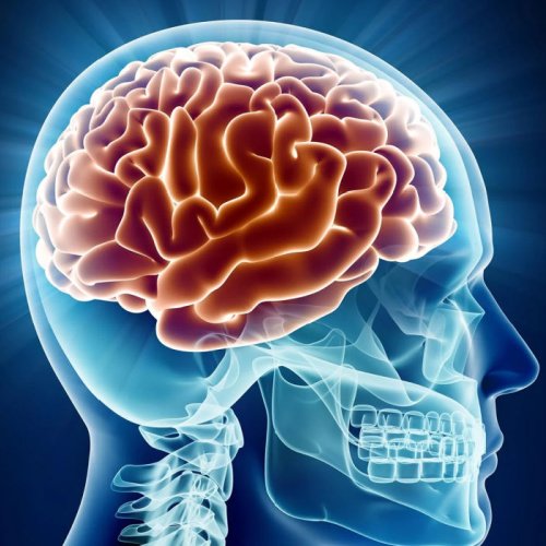 Human-Brain-